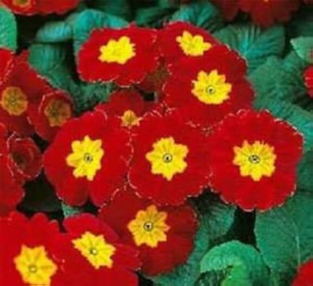Scarlet (Common Primrose) for planting in garden